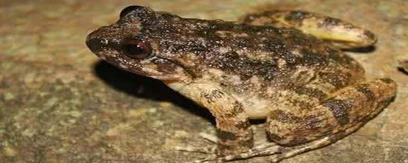 林蛙跟石蛙是同一品种吗