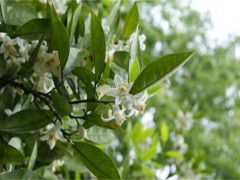 柚子雨后花期管理