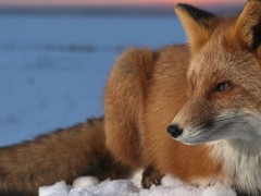 狐狸的克星是什么动物？