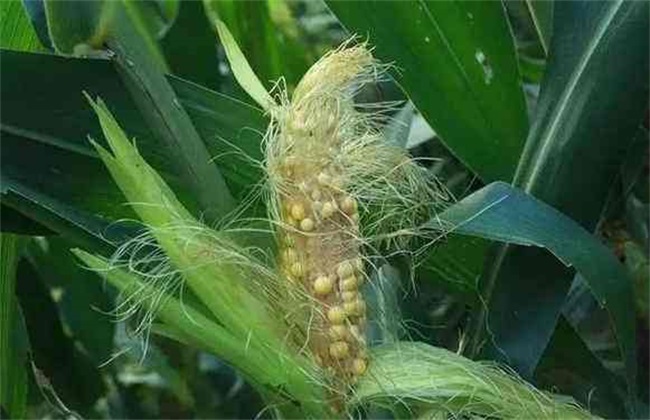 如何预防 玉米 高温危害
