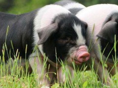 母猪排卵和流脓鉴别？