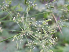 关防风种植技术