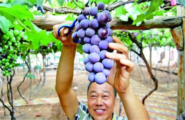 巨峰葡萄几月份成熟上市
