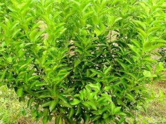 诱抗素有膨大作用吗？