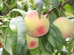 桃树晚熟品种有哪些？