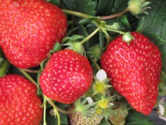 昌平草莓采摘几月份？