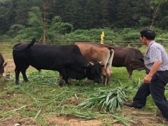 牛不反刍几天会死掉？