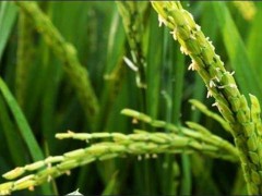 水稻抽穗杨花期管理技术