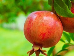 石榴颜色变化的顺序?