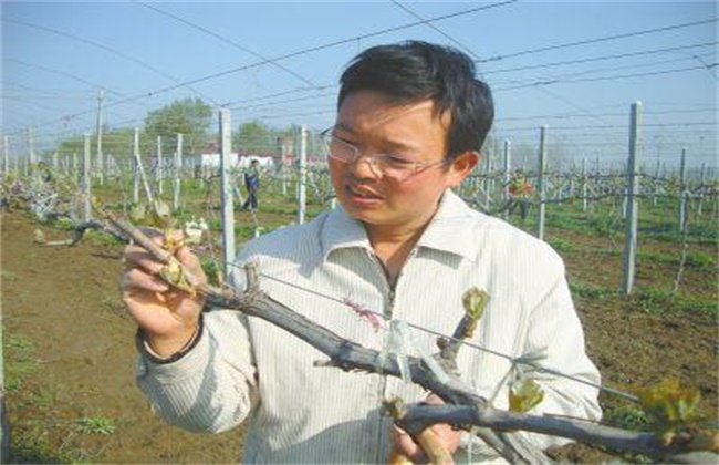 葡萄抹芽技术
