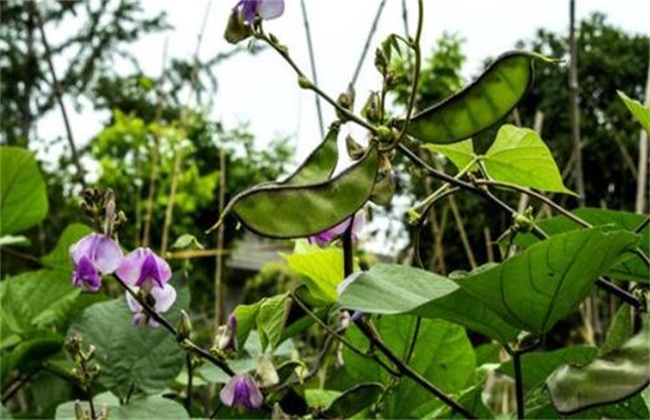 扁豆花荚期管理要点