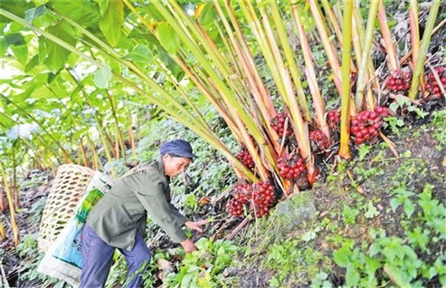 草果 方法 种植