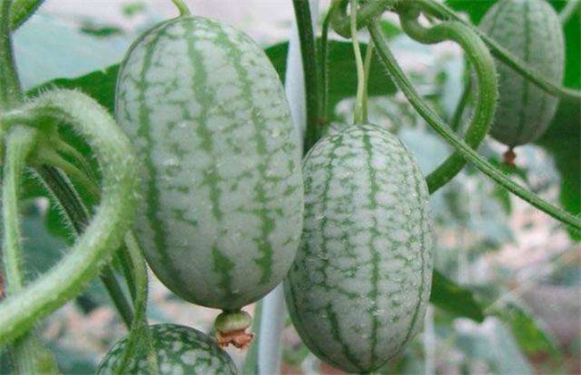 拇指西瓜种植方法