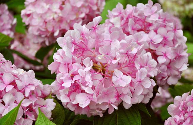 绣球花的家庭<a href=https://www.dadasou.com/ny/yangzhi/ target=_blank class=infotextkey>养殖</a>方法