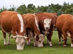 养牛如何预防公牛打架？