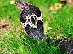 蛇能活千年吗？