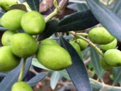 油橄榄适宜种植在哪里？
