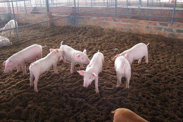 养猪场常见智能化养猪设备有哪些？科学使用可大大提高生产力
