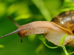 蜗牛头上的触角像什么？