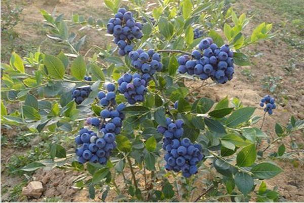 蓝莓叶子干枯怎么办 蓝莓什么季节种植