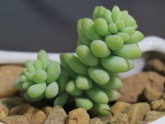 新玉缀的养殖方法