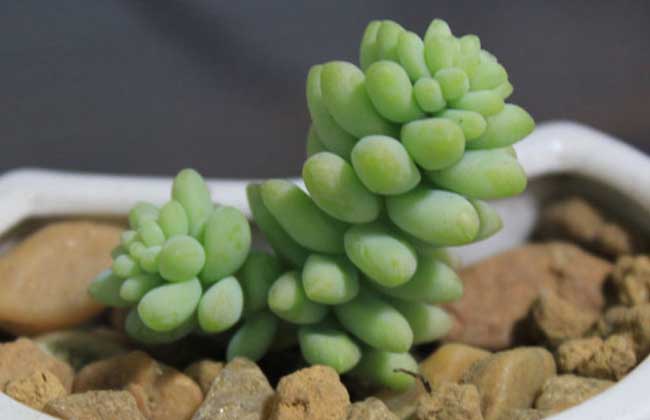 新玉缀的<a href=https://www.dadasou.com/ny/yangzhi/ target=_blank class=infotextkey>养殖</a>方法