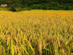 水稻短日照是什么标准？