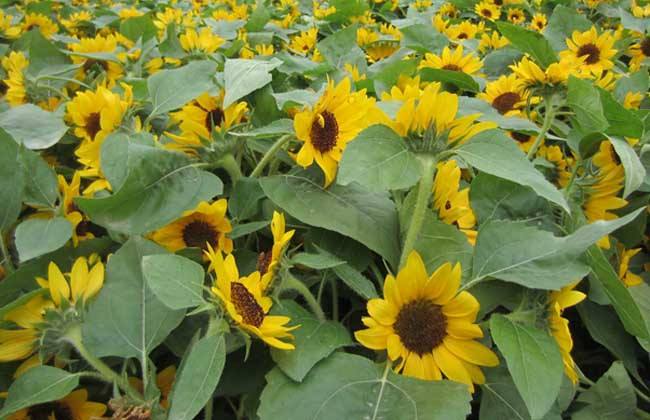 向日葵 花蕾期 管理要点