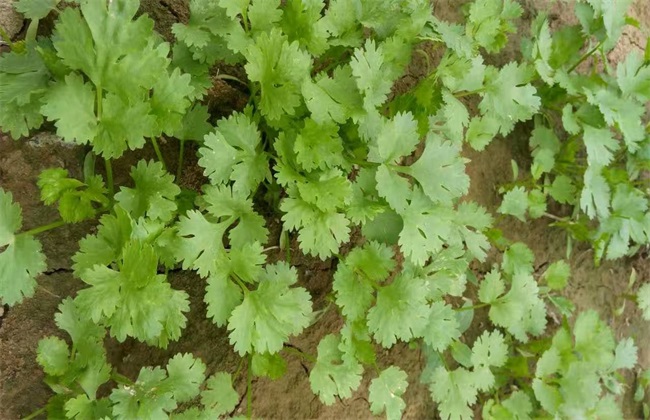 香菜 高产 种植方法