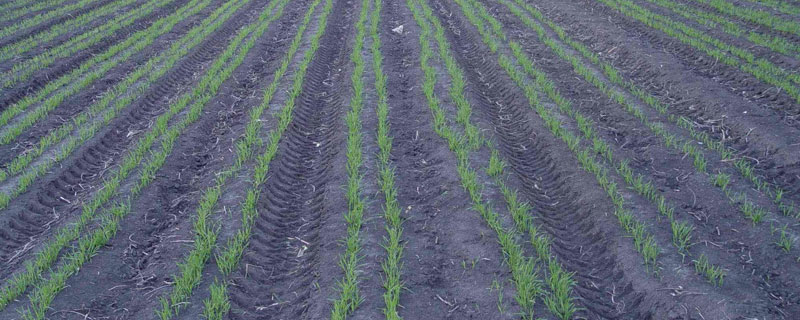 小麦叶面肥喷施时间
