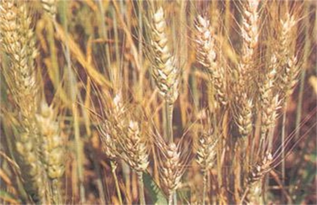 小麦干热风防治措施