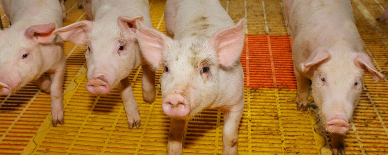 猪的标准化养殖<a href=https://www.dadasou.com/news/142649.html target=_blank class=infotextkey>技术</a>方法