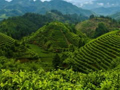 台湾高山茶属于什么茶？