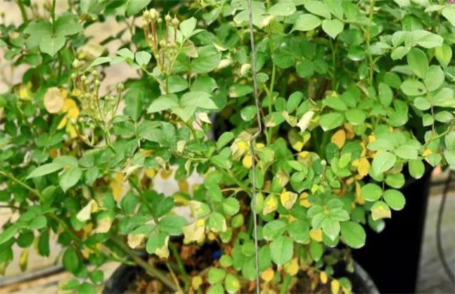 月季花黄叶原因 月季花黄叶