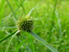 红薯地香附子除草剂？