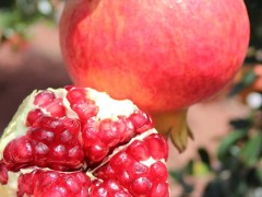 开阳那里有软籽石榴苗？