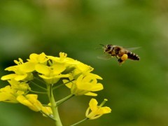 养蜂怎么防治虎头蜂？