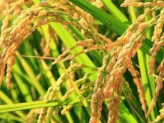 江南水稻地区栽培的第一部农书是什么？