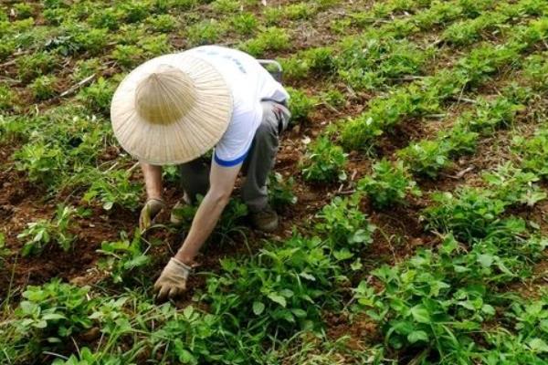 怎么治理刺儿菜对农田造成的危害 刺儿菜有哪些用途