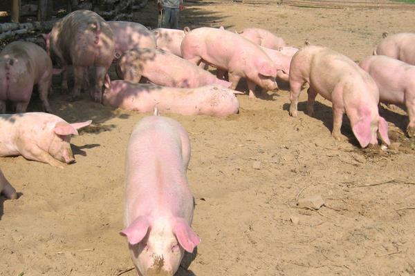 猪的标准化养殖技术方法