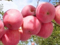 烟台红富士苹果什么时候成熟？