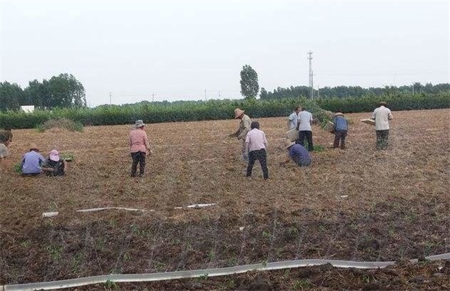 麦茬小辣椒 种植方法