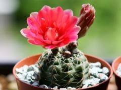 绯花玉的养殖方法和注意事项