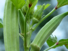 黄秋葵属于哪一类蔬菜？