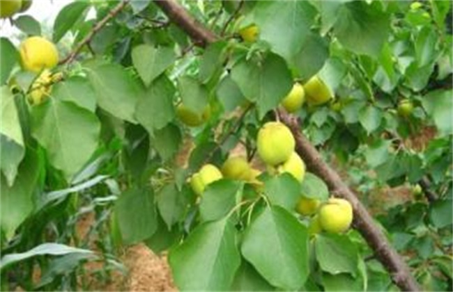 杏树坐果率低的原因及对策