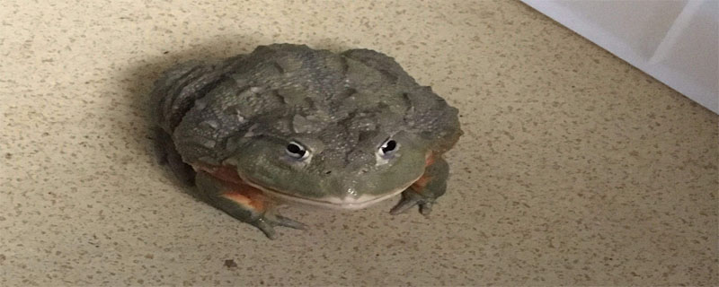 牛蛙雌激素多吗