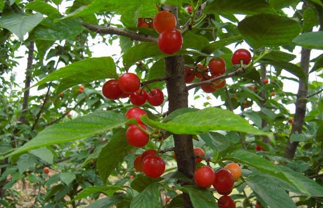 黑珍珠樱桃种植技术