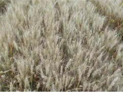 小麦干热风防治措施