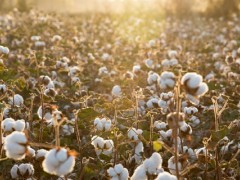 棉花纺织属于什么行业？