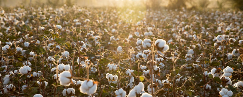 棉花纺织属于什么行业